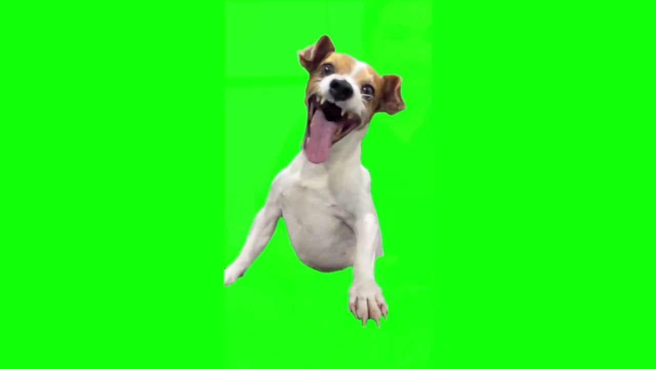 Laughing dog meme - Instant Sound Effect Button | Myinstants